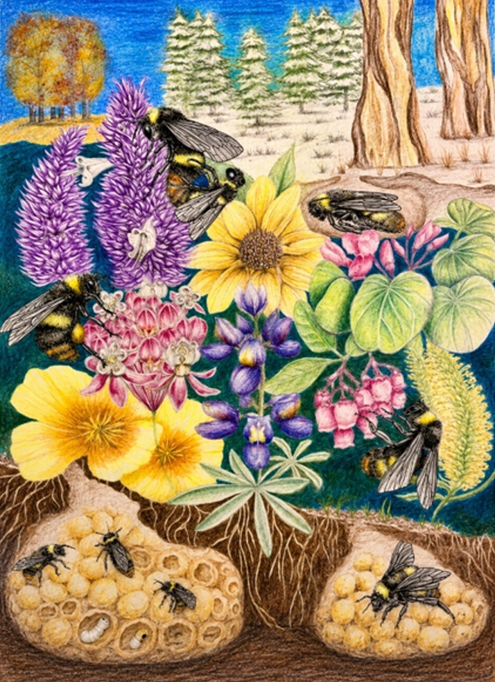 Bumble bee lifecycle illustration. CDFW illustration by Ashley Kammet